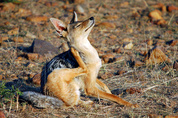 Black-backed Jackal (Canis mesomelas), Masai Mara, Kenya