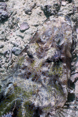 Crocodile-fish