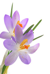 blue crocus flowers