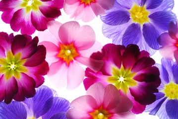 Panele Szklane Podświetlane  kolorowe kwiaty pierwiosnka
