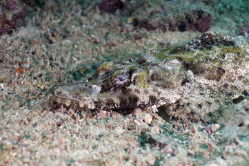 Crocodile-fish