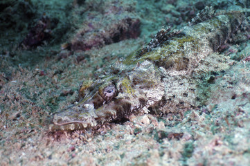 Crocodile-fish