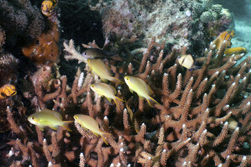 Coral