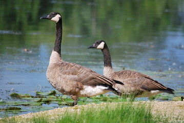 Naklejka na ściany i meble Two geese stand on the edge of a river