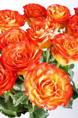 orange roses