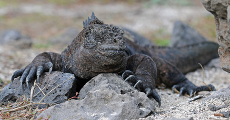Galapagos iguana put her paws on the rock