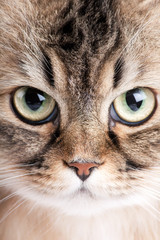Close-up portrait of Siberian cat