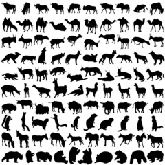 Hundred silhouettes of wild animals from Asia and America - obrazy, fototapety, plakaty