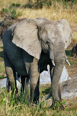 Fototapety  Słoń afrykański (Loxodonta africana) w Masai Mara