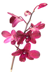 Obraz na płótnie Canvas orchidea na białym tle