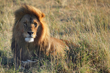 Obraz na płótnie Canvas Lew (Panthera leo) w Masai Mara w Kenii