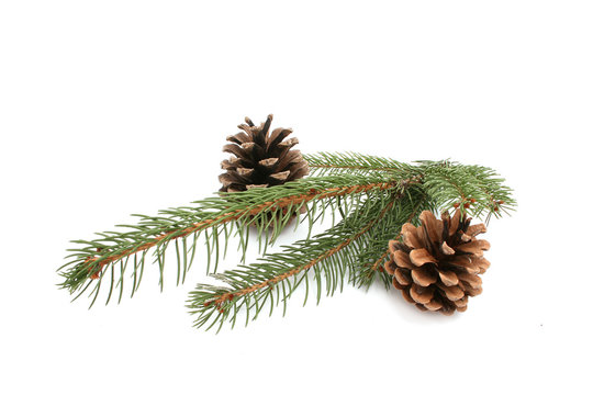 pine and fir