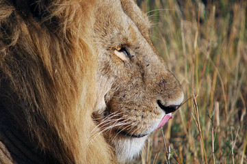 Lion (Panthera leo) at Masai Mara, Kenya © PROMA