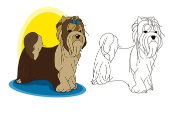 Biewer Terrier
