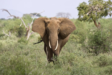 elefante maschio © Gianfranco Bella