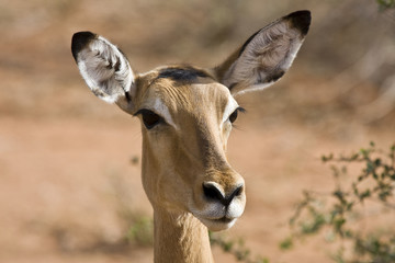 ritratto di gazzella