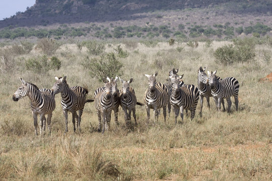 zebre in allerta