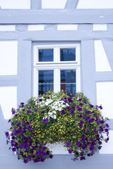 Fototapeta na wymiar Blumen auf der Fensterbank