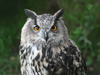 straight looking owl