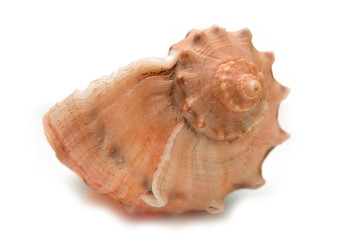sea shell
