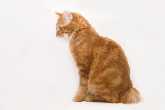 Kurilian Bobtail