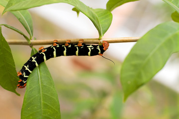 chenille