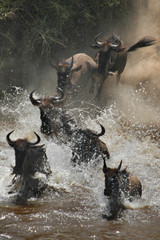 The great migration of wildebeest at Masai Mara