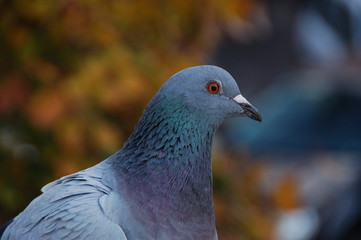 blue pigeon