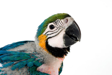 Baby macaw 6 weeks old