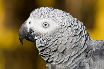 african grey outdoors