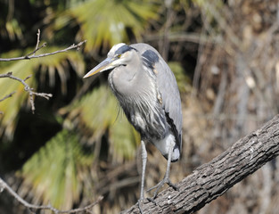 Great Blue Heron on Tree