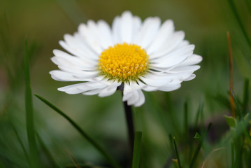 Obraz premium Paquerette