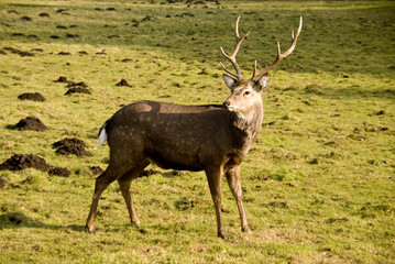 stag