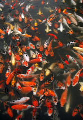 mass of carp fish in the pool