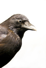 crow