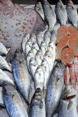 Fresh Fishes