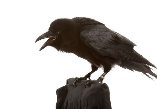 black raven