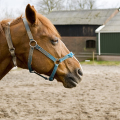 Brown horse with blue halter