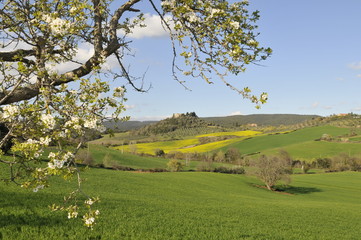 Fototapeta premium Urlaub in der Toscana zwischen schöne Landschaft und herrlichen Feldern mit Blüten und vielen mehr