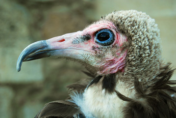 Hooded Vulture