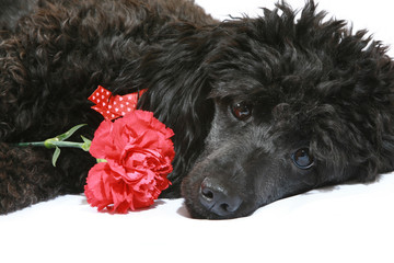 Black poodle with red carnation
