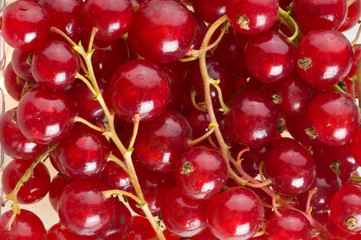 Fresh bright berries