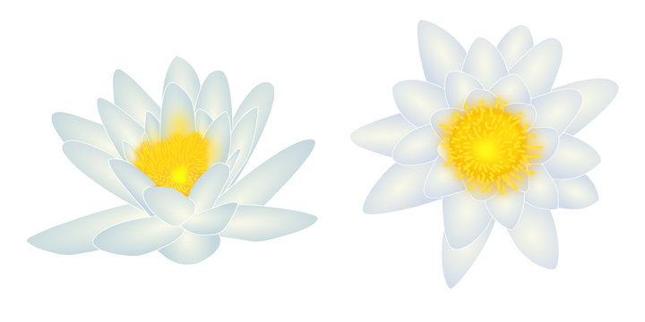 wei&szlig;e Seerosenbl&uuml;ten / white water lily blossom
