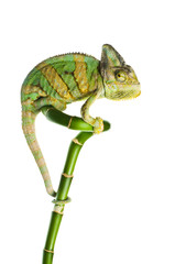 chameleon on a bamboo