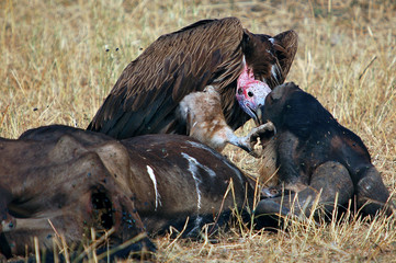 Lappet-faced vulture "kisses" dead wildebeest, Masai Mara