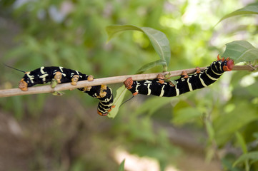 chenilles des caraïbes