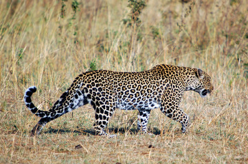 Leopard (Panthera Pardus) walking at Masai Mara
