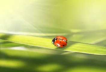 Abwaschbare Fototapete Marienkäfer roter Marienkäfer im grünen Gras