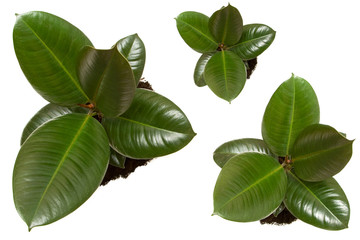 ficus, ruuber plants