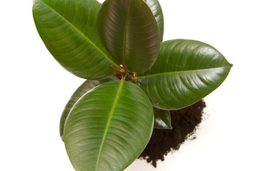 rubber plant